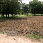 Tibin : le champ labouré a effacé le chemin menant au puit (au fond)